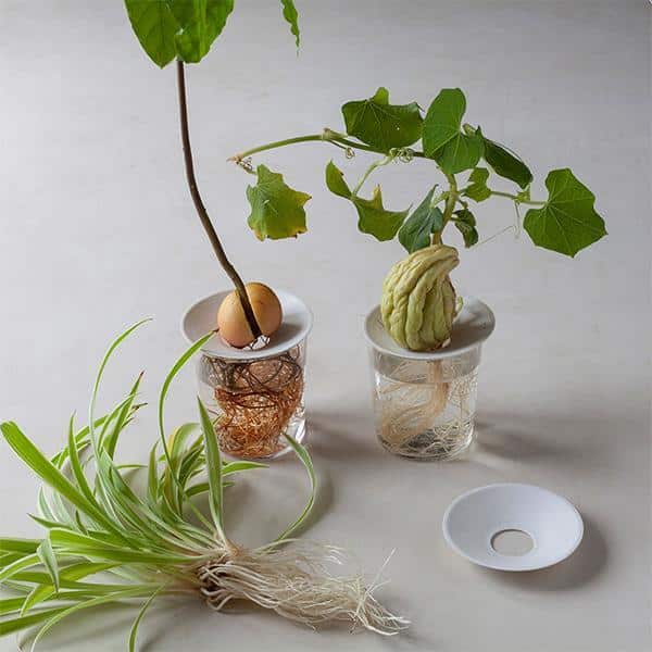 Kweekschaaltjes L - Afbeelding 2