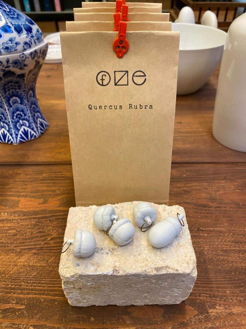 Quercus rubra - Afbeelding 3